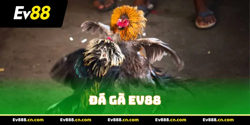 Đá gà EV88